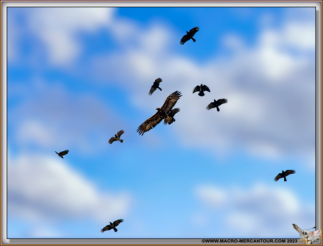 Buse variable et Corbeaux
